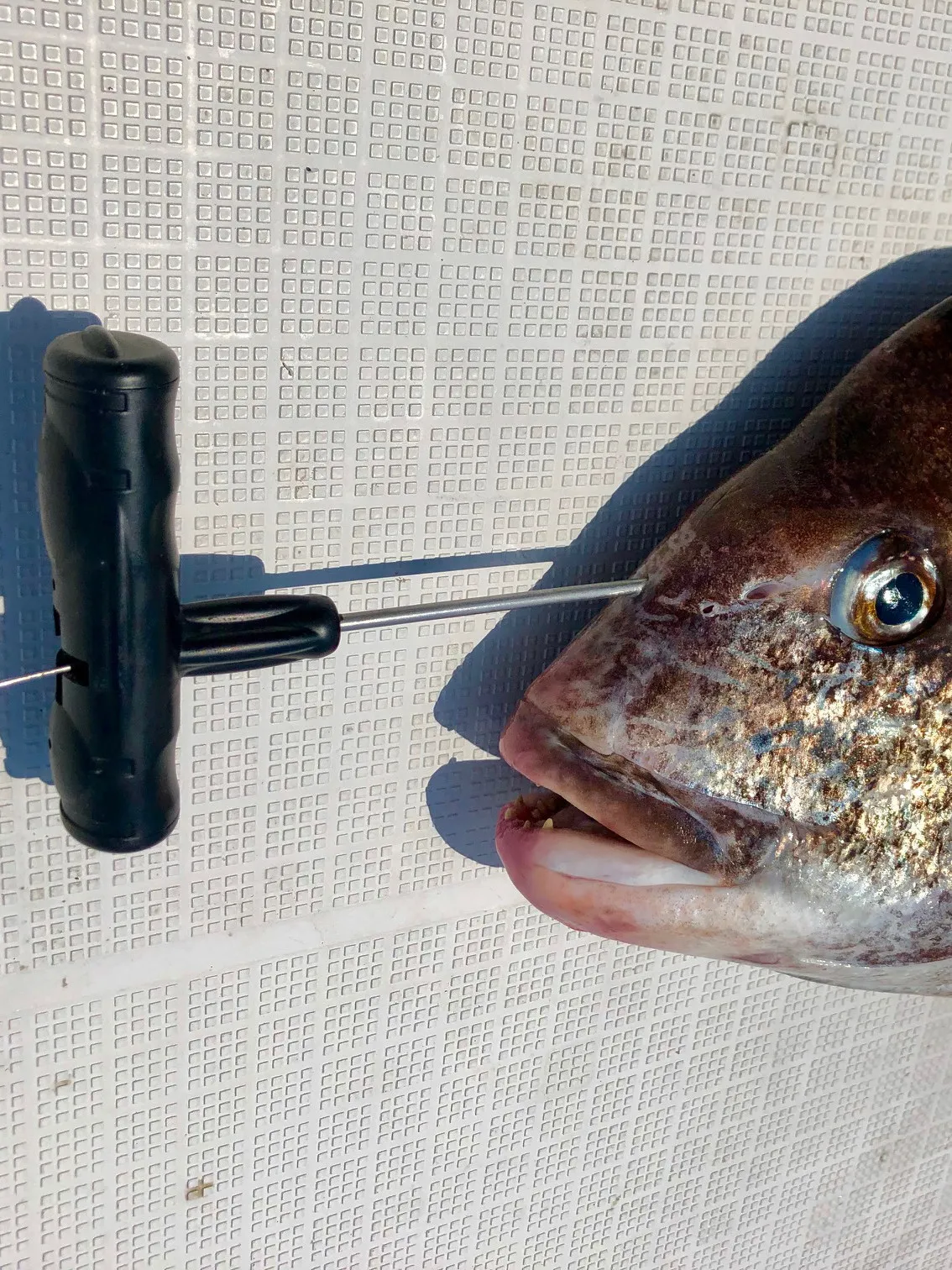 

Японский набор для захвата нервов Lumica, 120 см, сверхдлинный, для удержания и сохранения рыбы при забивании на крючок, инструмент для рыболовных снастей