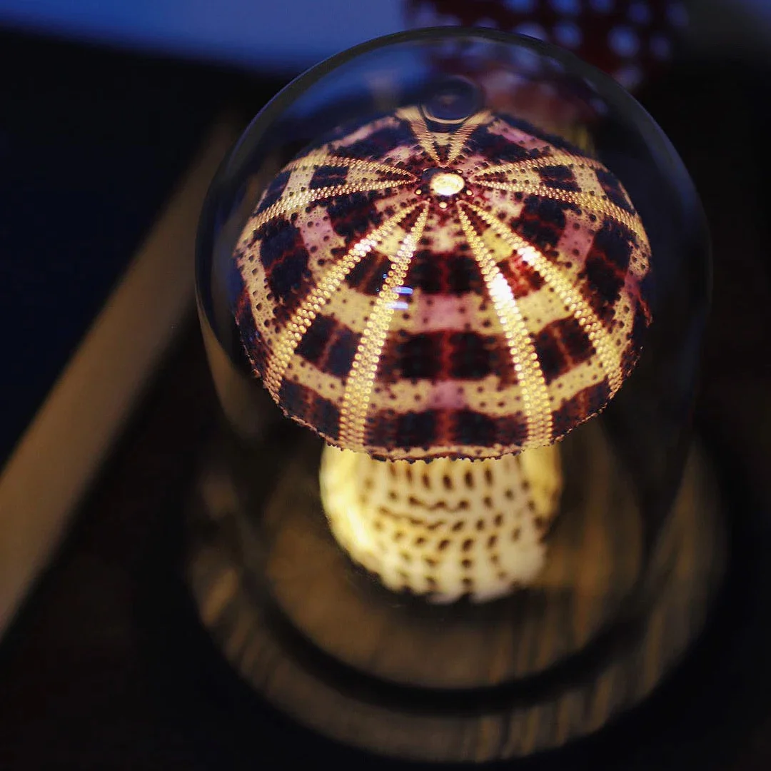 Shell Sea Urchin Lamp Study Desk Conch Decoration Ornament Indoor Bedside Night Light Handmade Diy Material Package Holiday Gift - Image 2