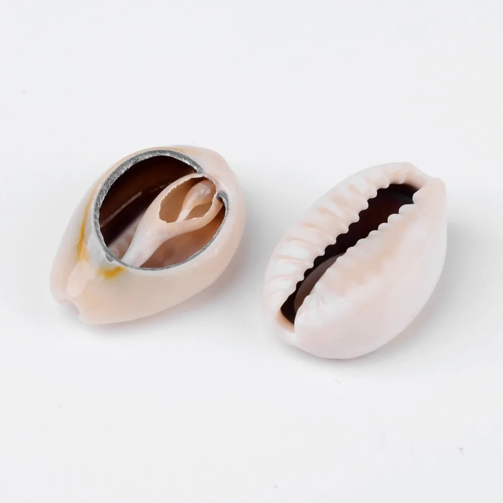 Cowrie Shell Beads No Hole/Undrilled Seashell Color 18~22.5x13~17x6~8mm 340pcs/500g