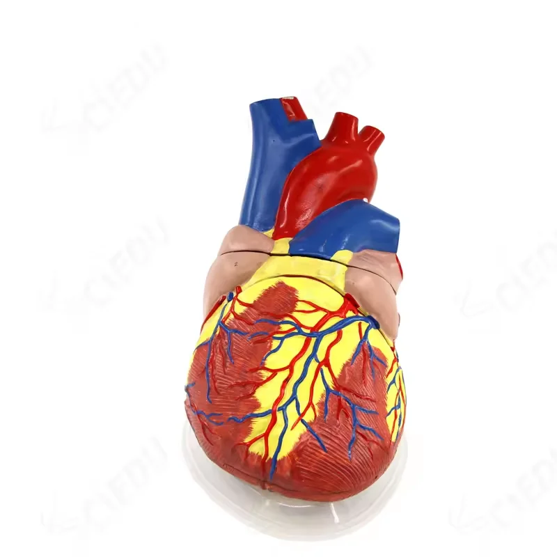 5X Heart Model Larger Human Heart Anatomy Human Anatomy Model B Ultra-color Ultrasound Heart Model