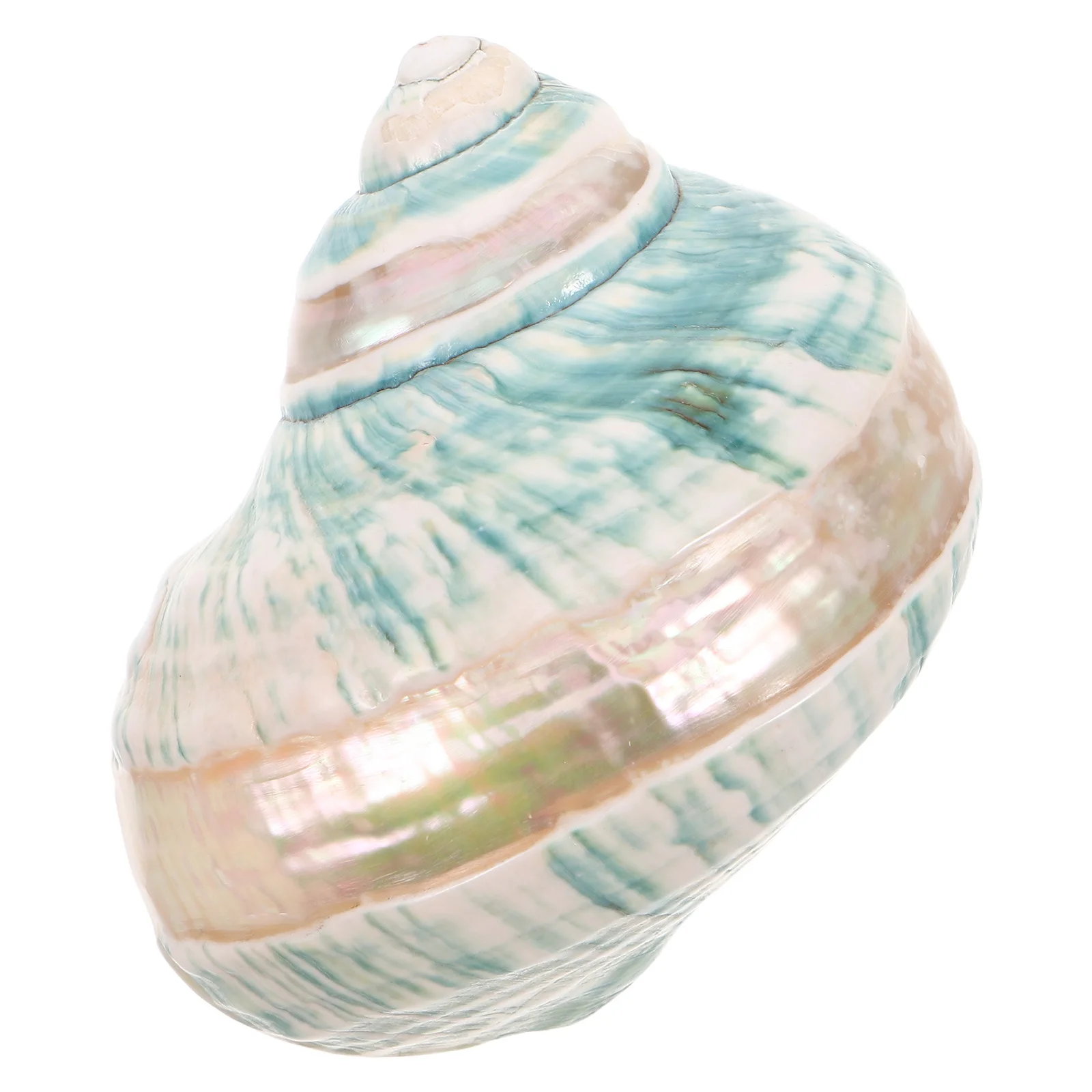 

Natural Conch Shell Specimen Mediterranean Ocean-Themed Seashell Ornament Desktop Nautical Fish Tank Home Decor