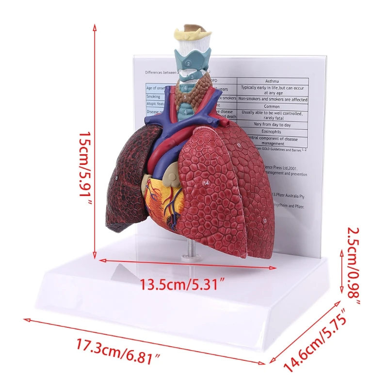 Life Size Human Lung Model Anatomical Respiratory System Anatomy for School Science Resources Study Display Teaching Tool