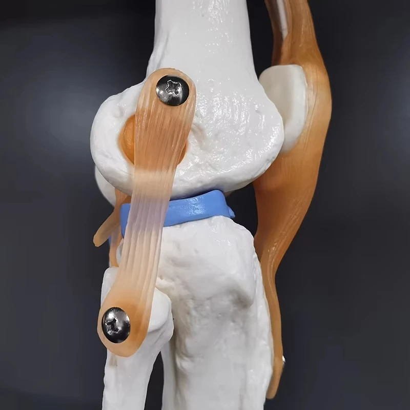 Medical teaching tools Skeleton PVC model Student teaching equipment Knee joint model Skin Model Vertebral model