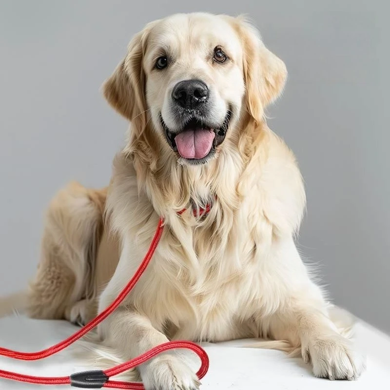 

1.4m Sturdy Nylon Pet Dog Round Rope Lead Adjustable Dog Collar Leash for Small Dogs Training Puppy P Chain Walking Pets Leads