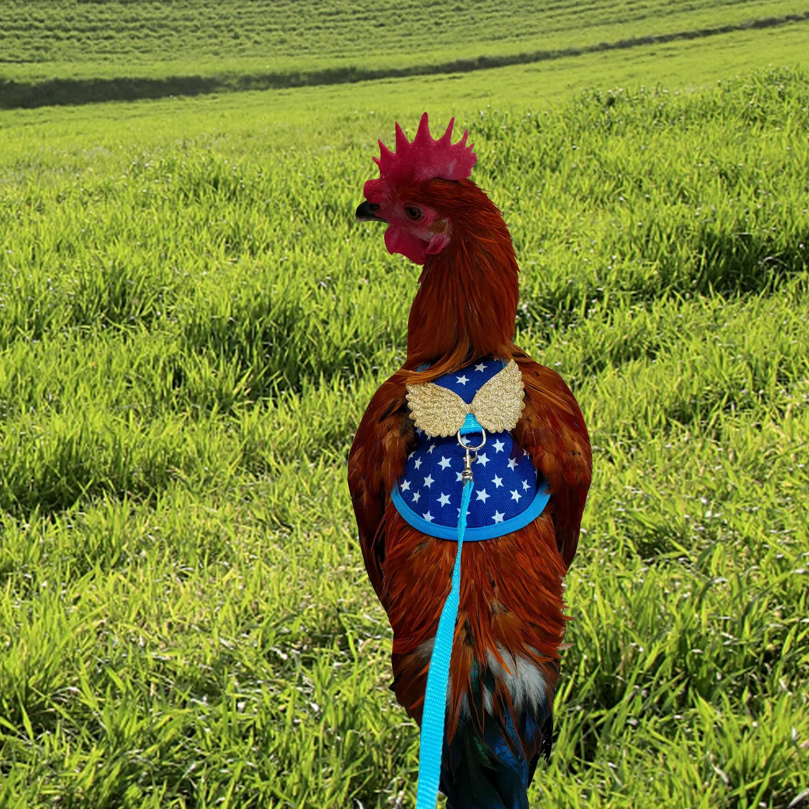 

Duck Harness Chicken Cloak Vest Pet Accessory Wear-resistant Leash Adorable Outdoor Walking Control Strong Durable