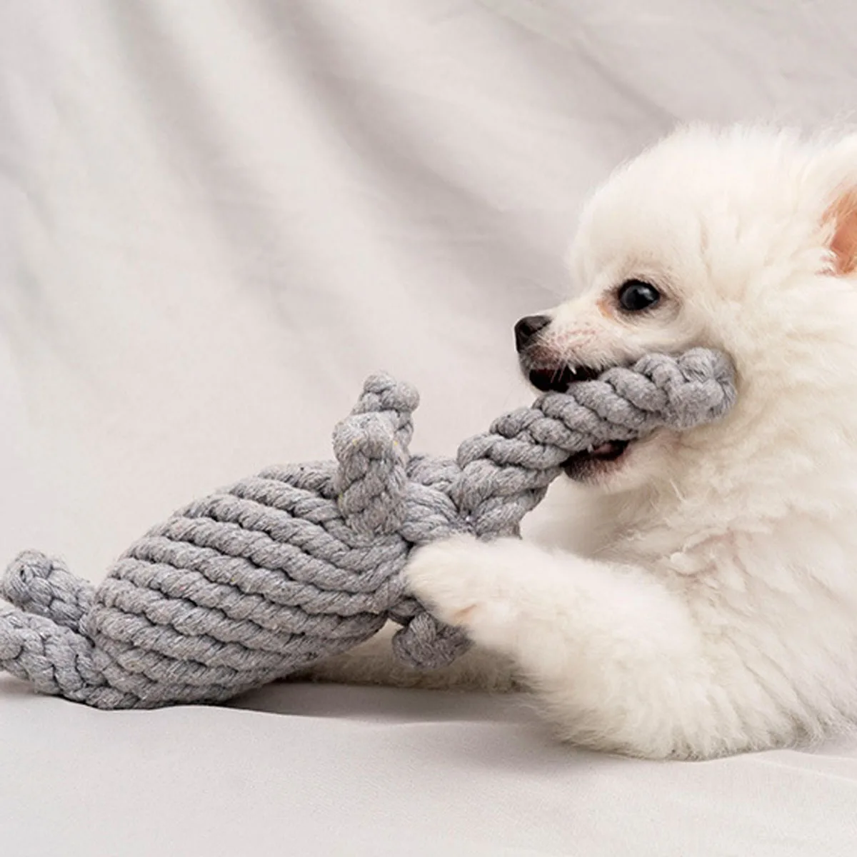 Thumbnail 2 - #41 Latest Pet Toys Updates