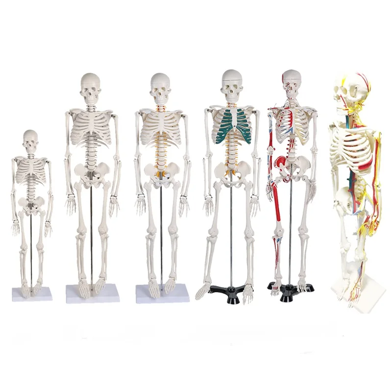 45CM 85cm Human Skeleton Model Anatomical Anatomy human Flexible Medical anatomical boneco toy in medical science supplies