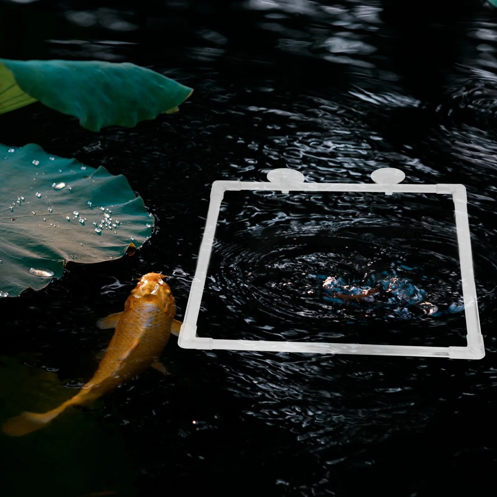 

Fish Feeding Acrylic Floating Aquarium Feeder Square Frame Suction Cup Attached For Betta Tank Shrimp Aquarium