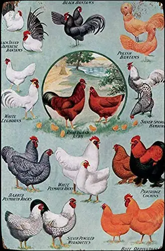 Kalynvi Chickens Farm Man Cave Decor Bar Retro Signs Chicken Metal Tin Sign Wall Plaque for Home Kitchen Bar Coffee Shop 8x sign
