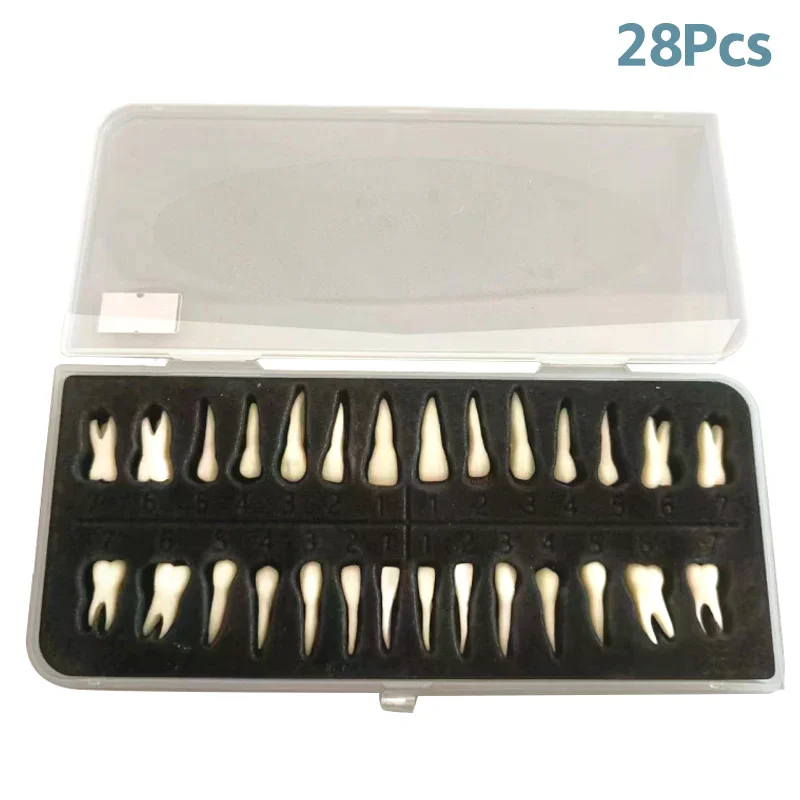 

28 Teeth Dental Implant Dentist Practice Product Teeth Model Dental Permanent 28 Teeth Teach Study Model Accessories