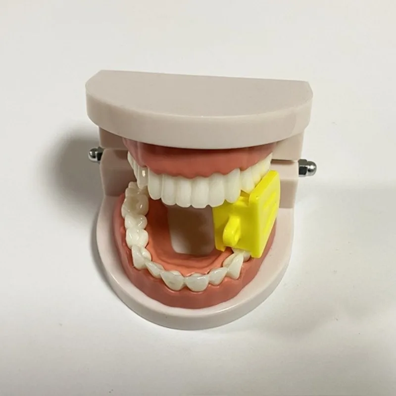 1pcs Lab Model Dentals Teaching Model Tooth Toy Model Dentals Model Teaching Tool