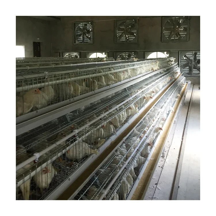 Type A 3-Layer Cages Galvanized Chicken Wire Cages Layer Cages Are Used In Chicken Farms