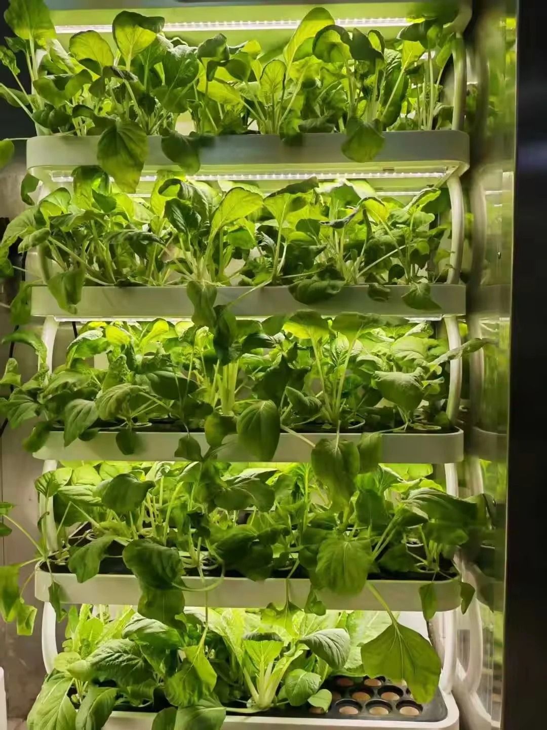 Intelligent Hydroponic Greenhouse Plant Irrigation System with Pump Spray Irrigation 5-Layer for Vegetables & Flowers