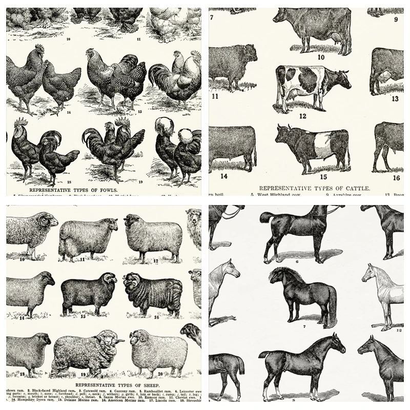 Horse Breeds Print Breeds of Sheep Poster Types of Fowls Prints Vintage Cows Chart Canvas Painting Farmhouse Wall Art Decor