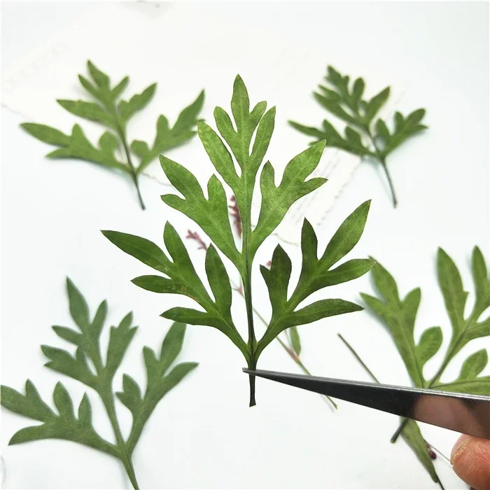 12PCS,Pressed Cosmos sulphureus leaves,Nature Real Touch display leaf, DIY Candles Craft Bookmark Gift Card,Facial Decoration