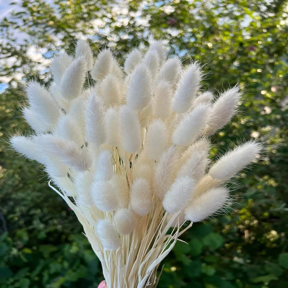 

Natural Dried Lagurus ovatus 50 Pcs,Rabbit Tail Grass Boho Home Decor Pampas Grass for Flower Arrangements Wedding Home Decor