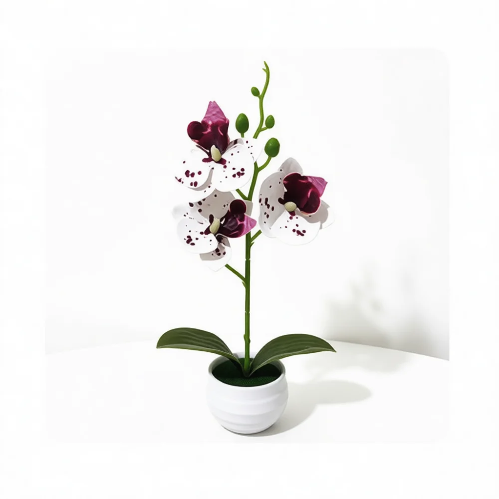 Realistische Mottenorchidee in - Orchid Phalaenopsis recensie en prijs