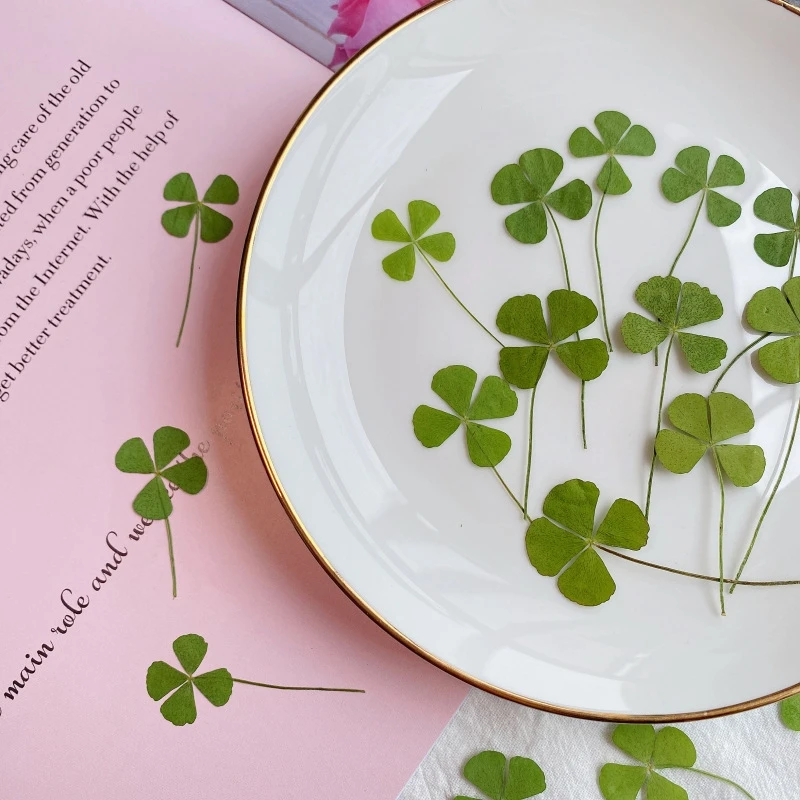 Pressed Dried Natural Clover Four Leaf Plant Herbarium For Epoxy Resin Makeup Jewelry Postcard Invitation Card Phone Case DIY