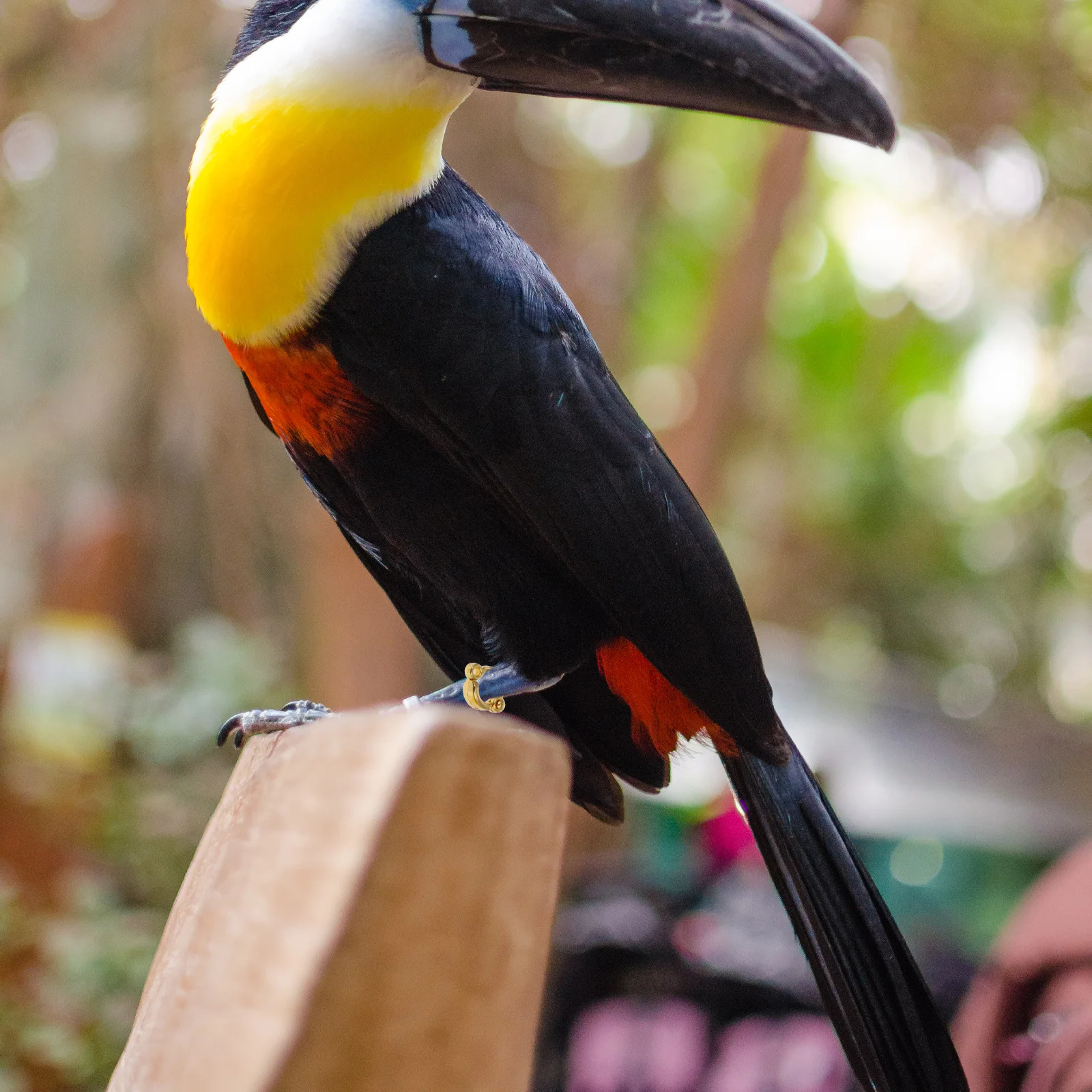 

10Pcs Sturdy Stainless Steel Parrot Foot Ring Lightweight Opening Bird Foot Ring Flying Training Leg Band Metal Parrot Leg Rings