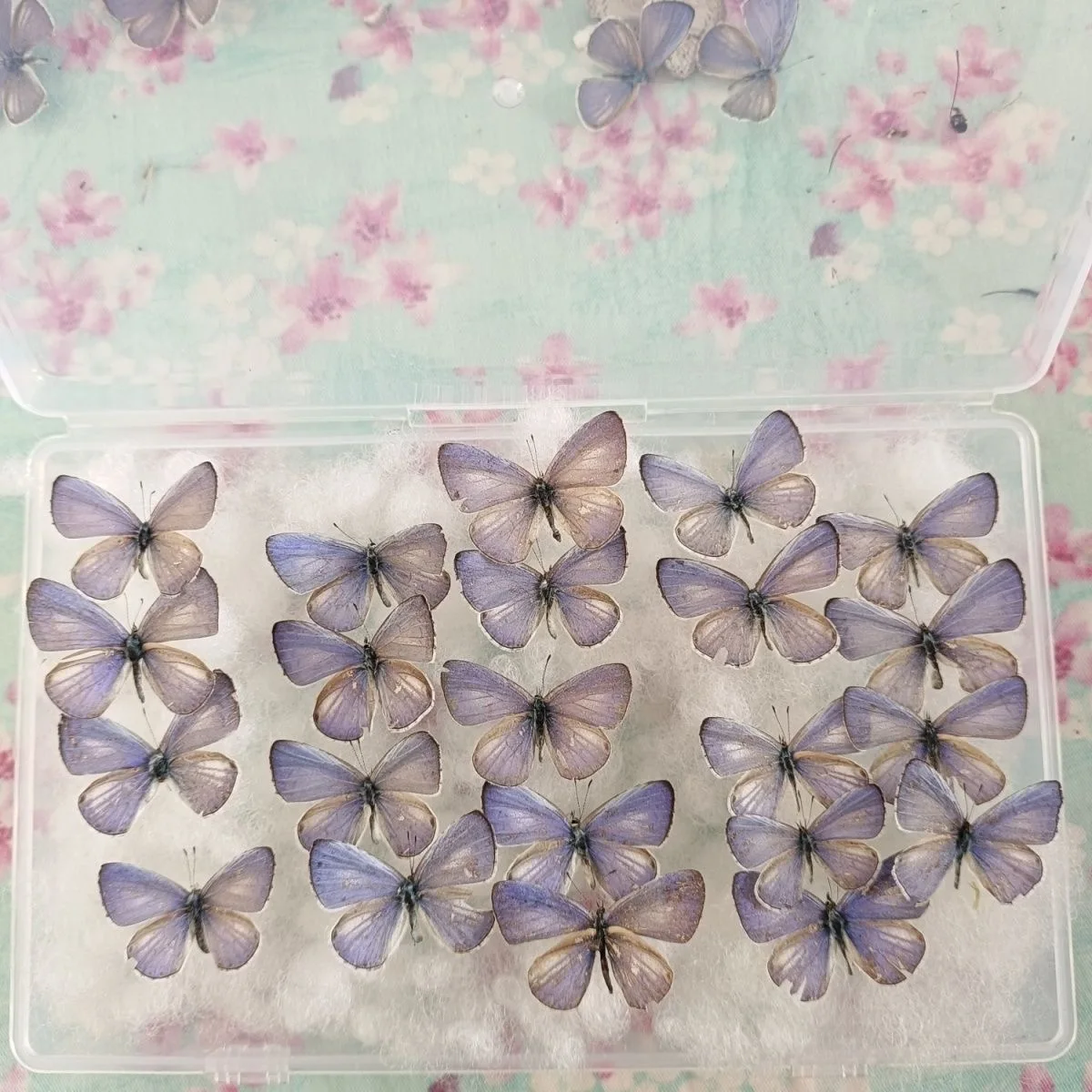10-100 pcs natural Real Butterflies Specimen (Zizula hylax）