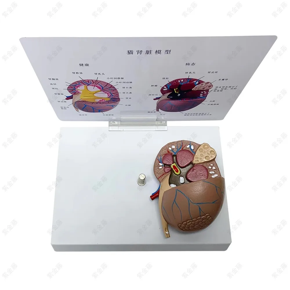 Cat kidney pathological health anatomical model feline pet teaching AIDS Veterinary medical model