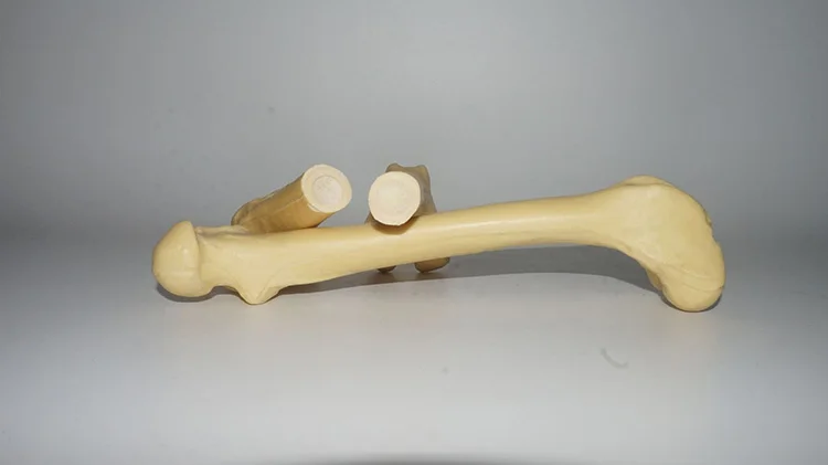 Modelo do osso do cão
