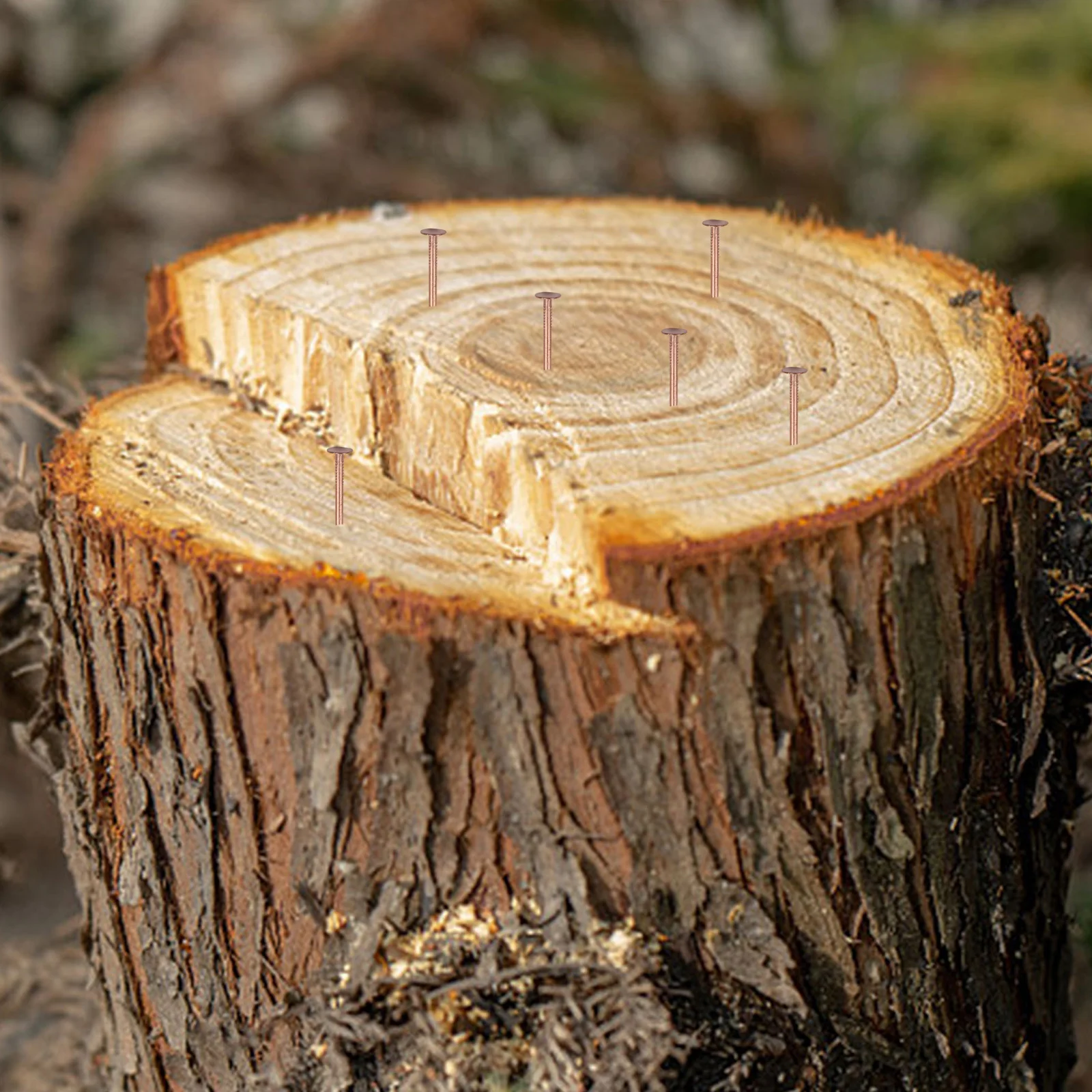 Copper Nail Stump Killer 65mm and 75mm for Effective Tree for root Treatment Multiple Package Options of 20 30 40 50PCS