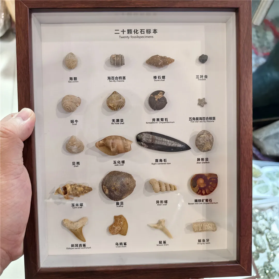 

Набор камней, 20 шт., древние морские организма, биологические образцы животных, окаменелость, детское научное образование, украшение для стола, мебель