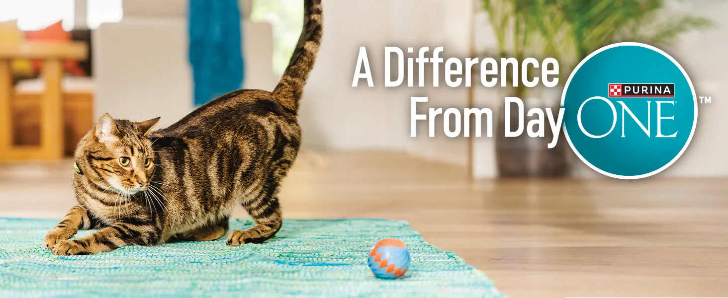 Difference from Day ONE copy net to playful cat