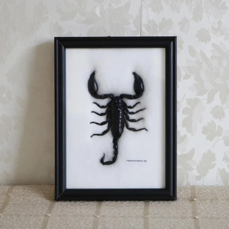 

Small Animal Insect Specimen True Insect Photo Frame Display Box Hanging Picture Scorpion Specimen Display Frame Decoration