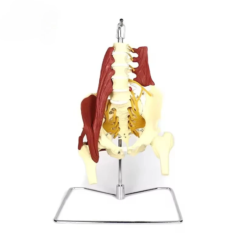 

Intervertebral Disc Nerve Model Human Anatomy Skeletal Muscle Starting Point End Point Pelvic Lumbar Vertebra Bone Model