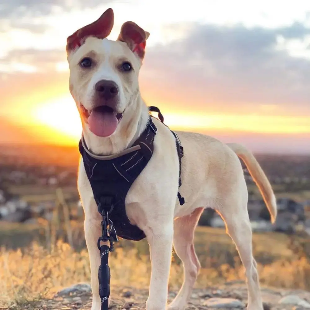 Neues verstellbares reflektierendes Geschirr, weich gepolstert, reflektierende No-Pull-Weste, Leder, bequemes Hundegeschirr für große Hunde