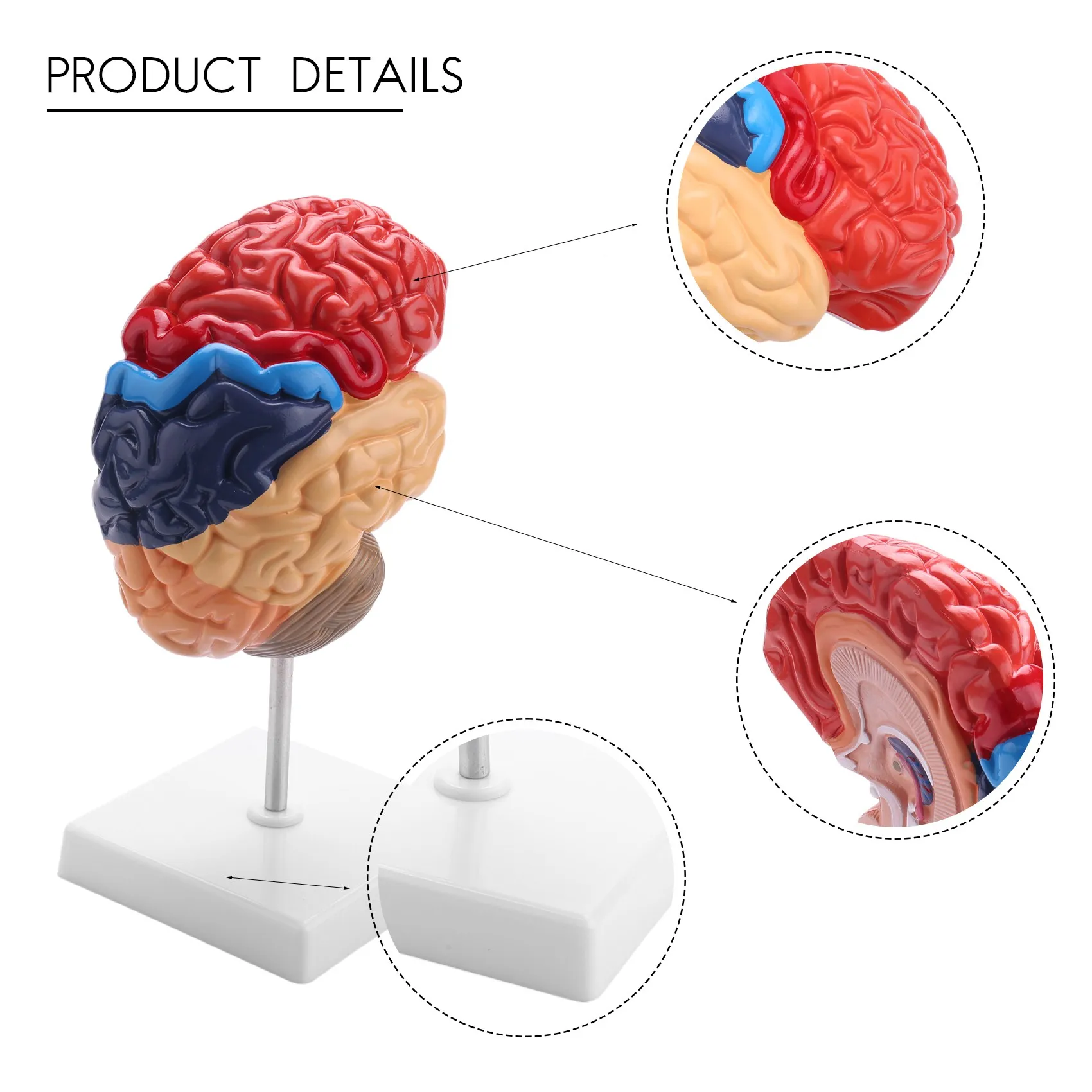 Anatomia del modello anatomico cerebrale 1:1 tronco cerebrale mezzo insegnamento forniture di laboratorio