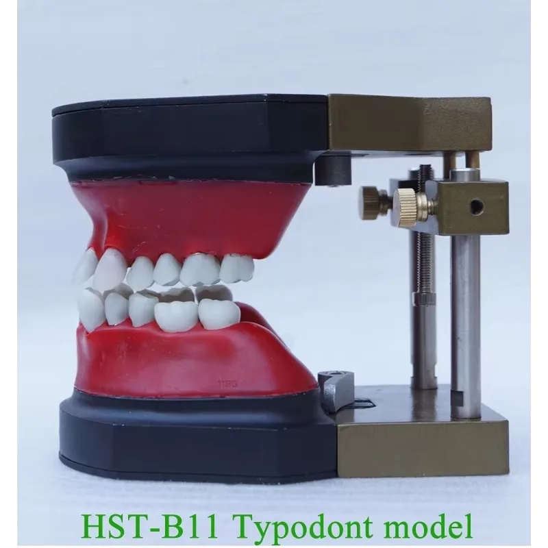 YTYIN نموذج تدريب محاكاة تقويم الأسنان مكون من نموذج أسنان مزخرف بالشمع وإطار فكي لتقويم الأسنان #4