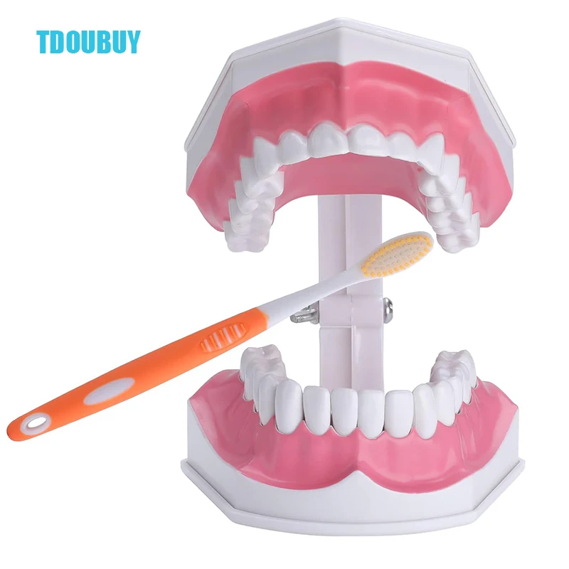 Modelo de dentes grandes com escova para crianças, Modelo dental extragrande para escovar os dentes, Modelo de dentes 2 vezes