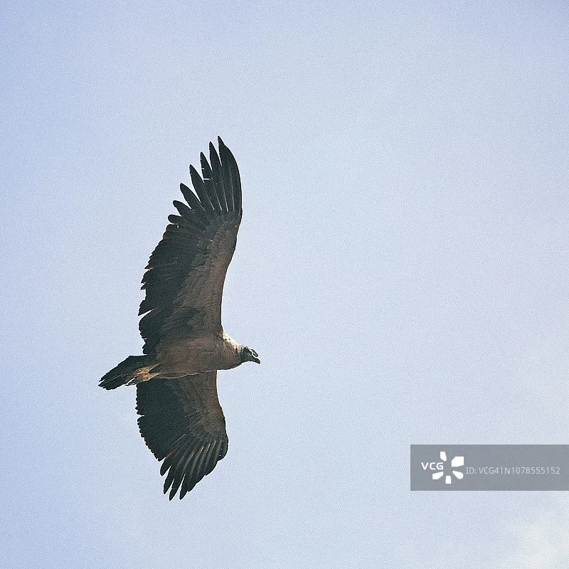 

Радиоуправляемый краулер UCX1801 1:18 Land Cruiser LC79 — полноприводный внедорожник, 2,4 ГГц, с щеточным двигателем, светодиодные фары