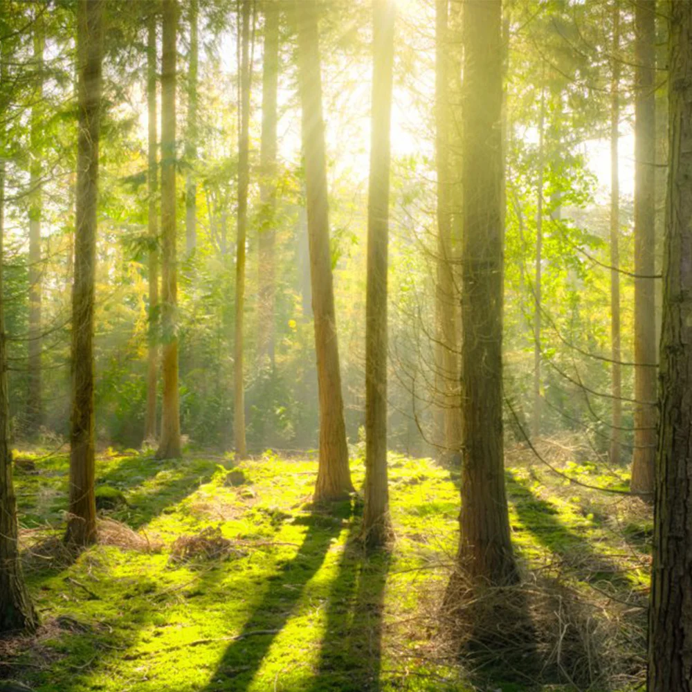 New product forest trees