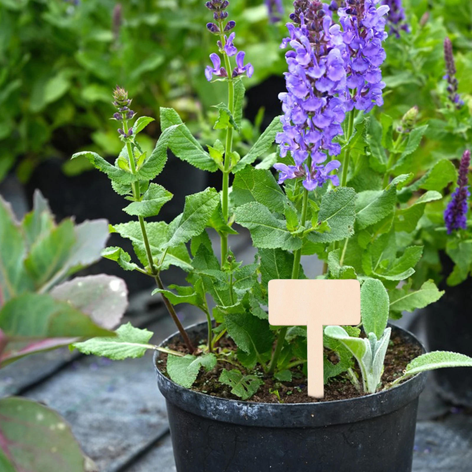 

50pcs Wooden Plant Labels Garden Markers Outdoor Herb Vegetable Succulent Tags Weather Resistant Cake Insert Stakes For Flower