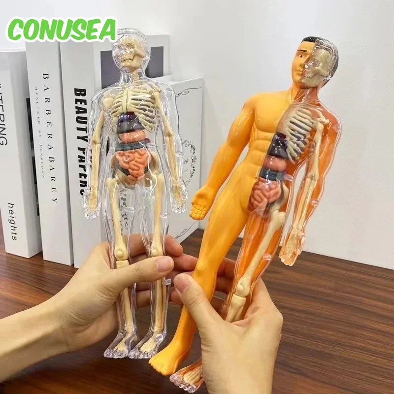 Children's Human Skeleton Organ Model Toys Science Education Cognitive Assembly Skeleton Structure Puzzle Assembly Toys for Kids