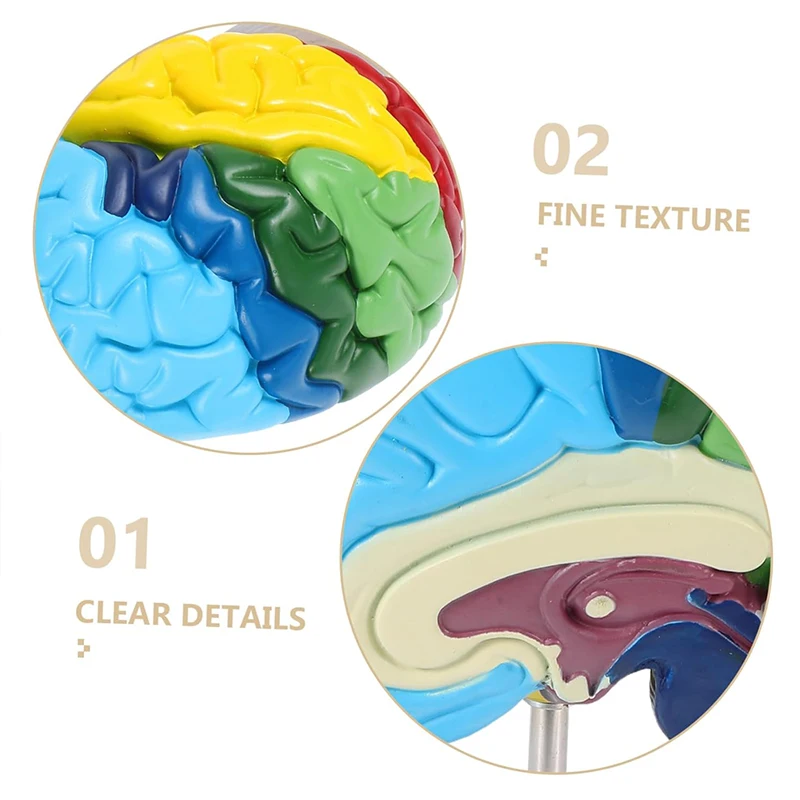 Colorful Half Brain Anatomy Model Anatomical Human Brain Model Medical Teaching Tool