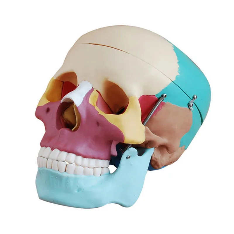 

Life-Size Human Skull Models Medical Anatomical Educational Models with Colored Bones for Medical Science