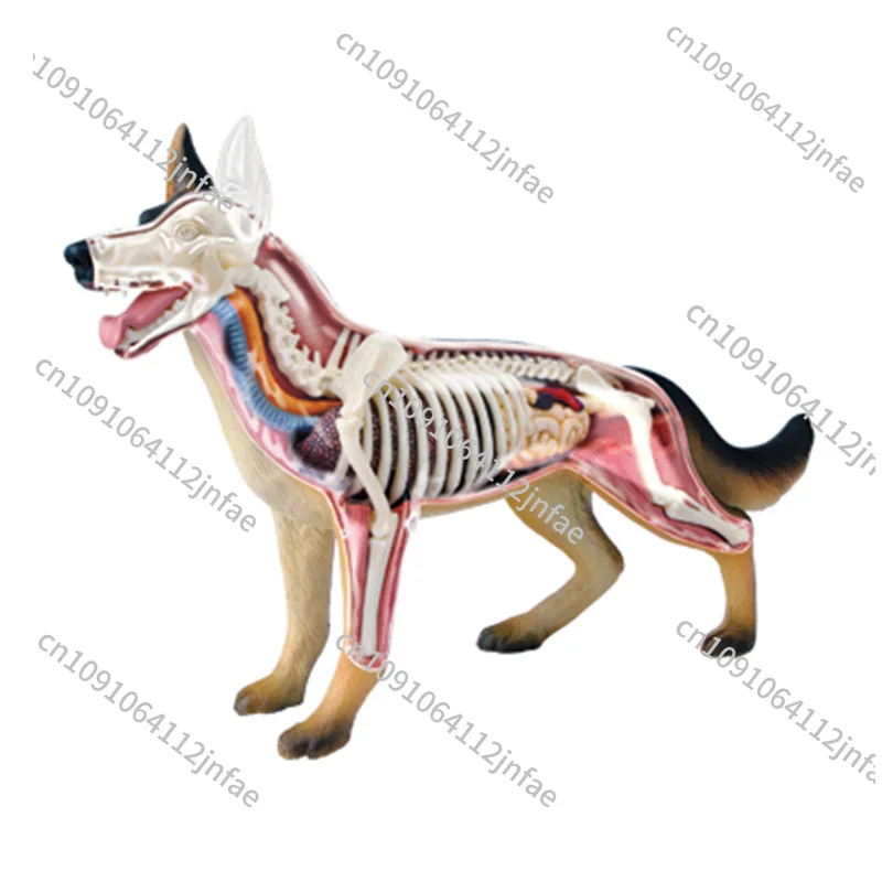 

4D Medical Dog Anatomy Model with Skeleton, Organs, Heart, Brain, Kidneys, and Joints – Veterinary Educational Toy