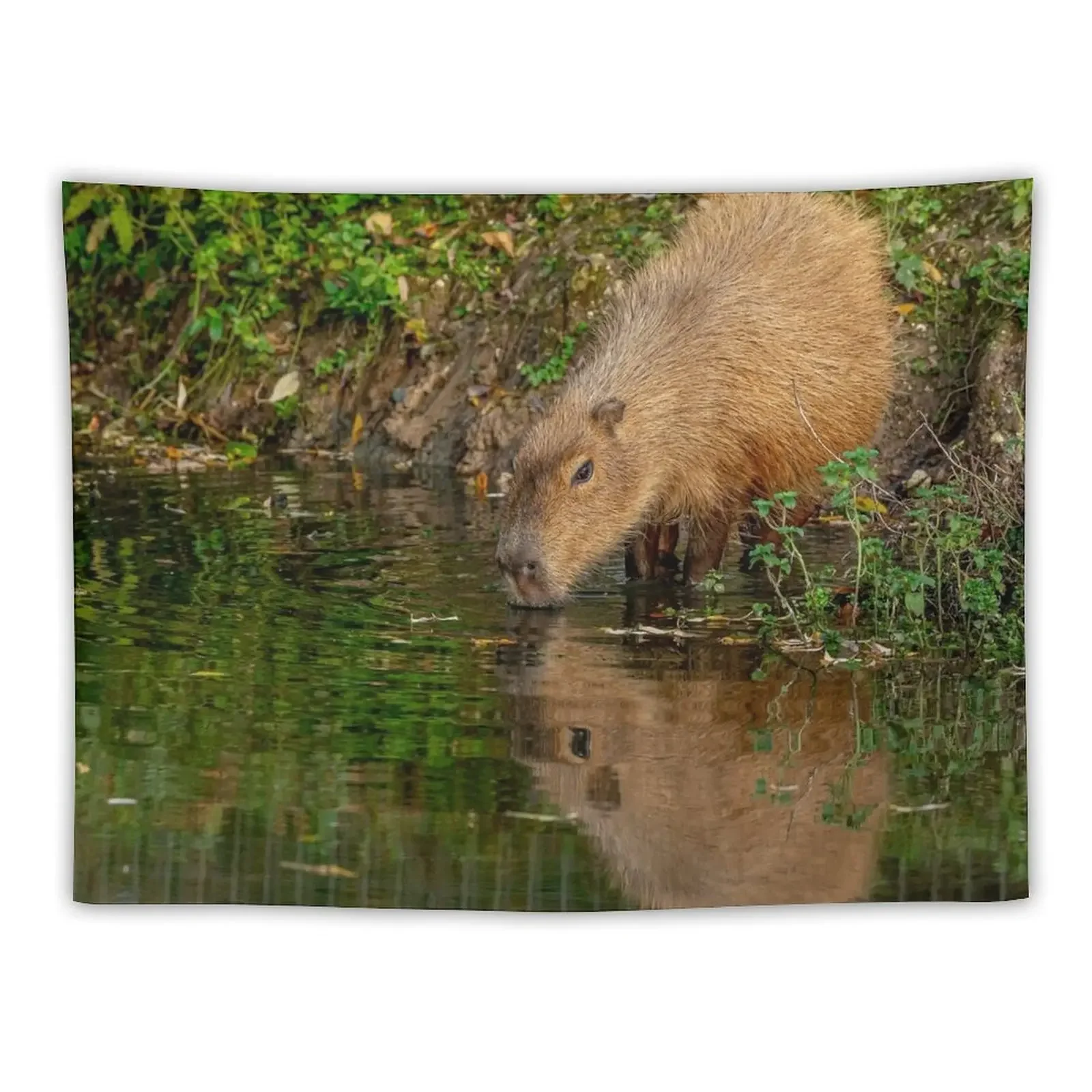 

Capybara taking the water Tapestry Bedroom Organization And Decoration For Bedroom Room Decorations Aesthetic Tapestry