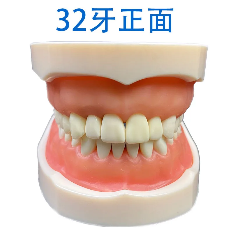 Modello di dente Modello di pratica per insegnare i denti da studio con display pulito multifunzionale