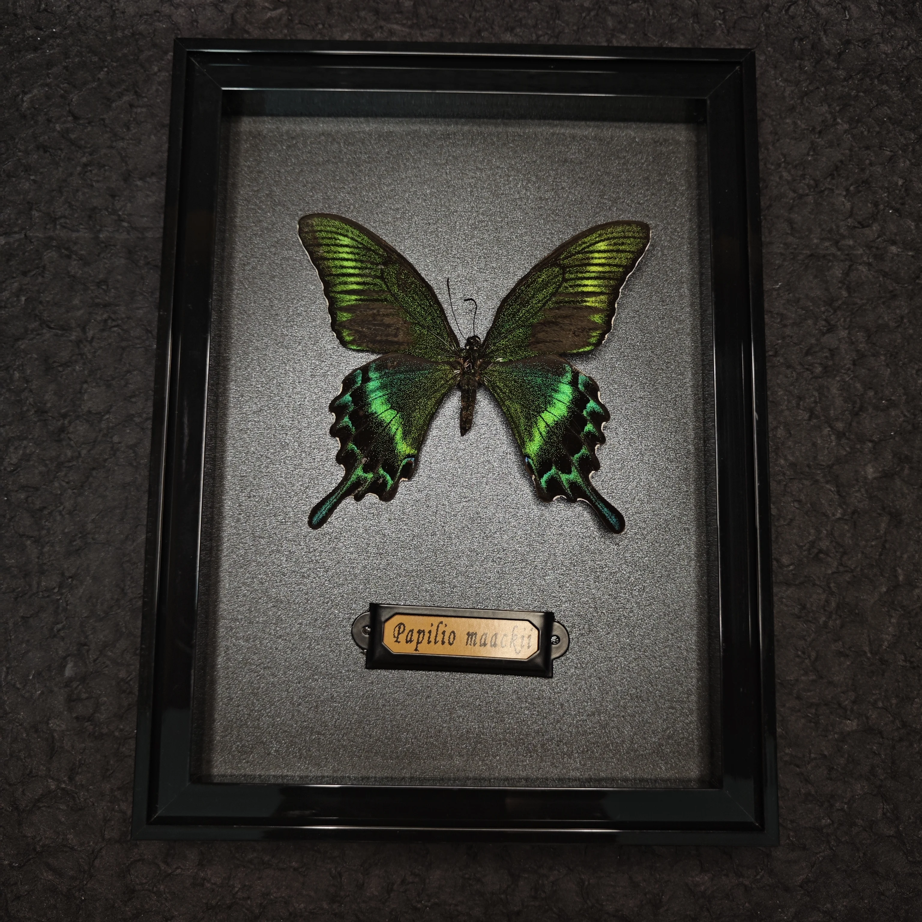 Real Butterfly Specimen Shadow Display Box (Princeps maackii)