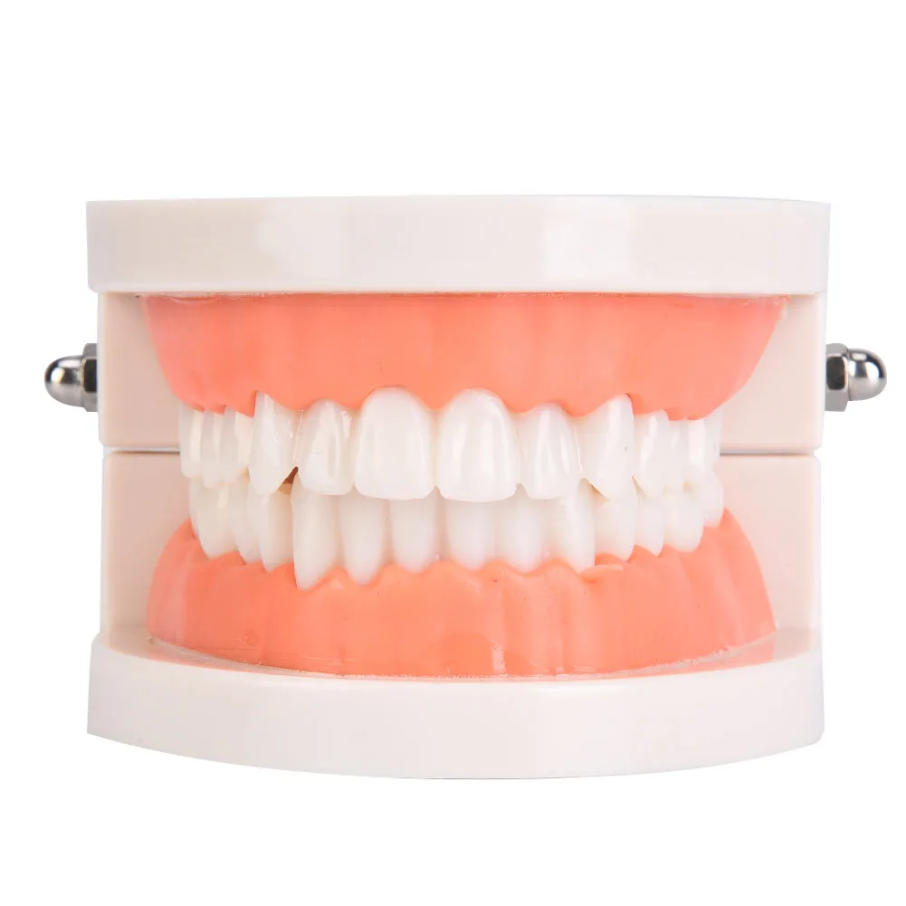 1 pz igiene orale modello educativo asilo bambini spazzolino da denti modello laboratorio dentale assistenza sanitaria denti PE modello di gomma morbida