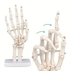 Medical Hand Skeleton Joint Model Human Finger Hand Bone Statues Anatomical Skeleton Figurine House Decoration Desk Accessories