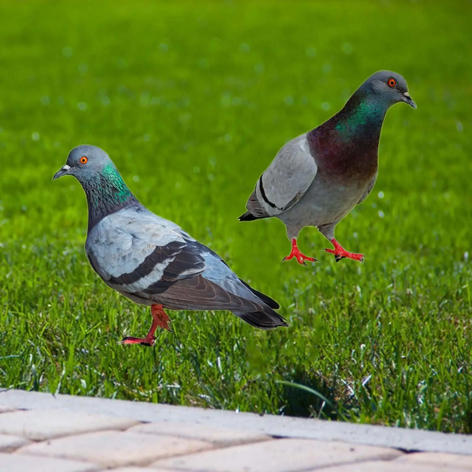 

2x Pigeon Statues Garden Stakes Yard Art for Farmhouse Pathway Backyard