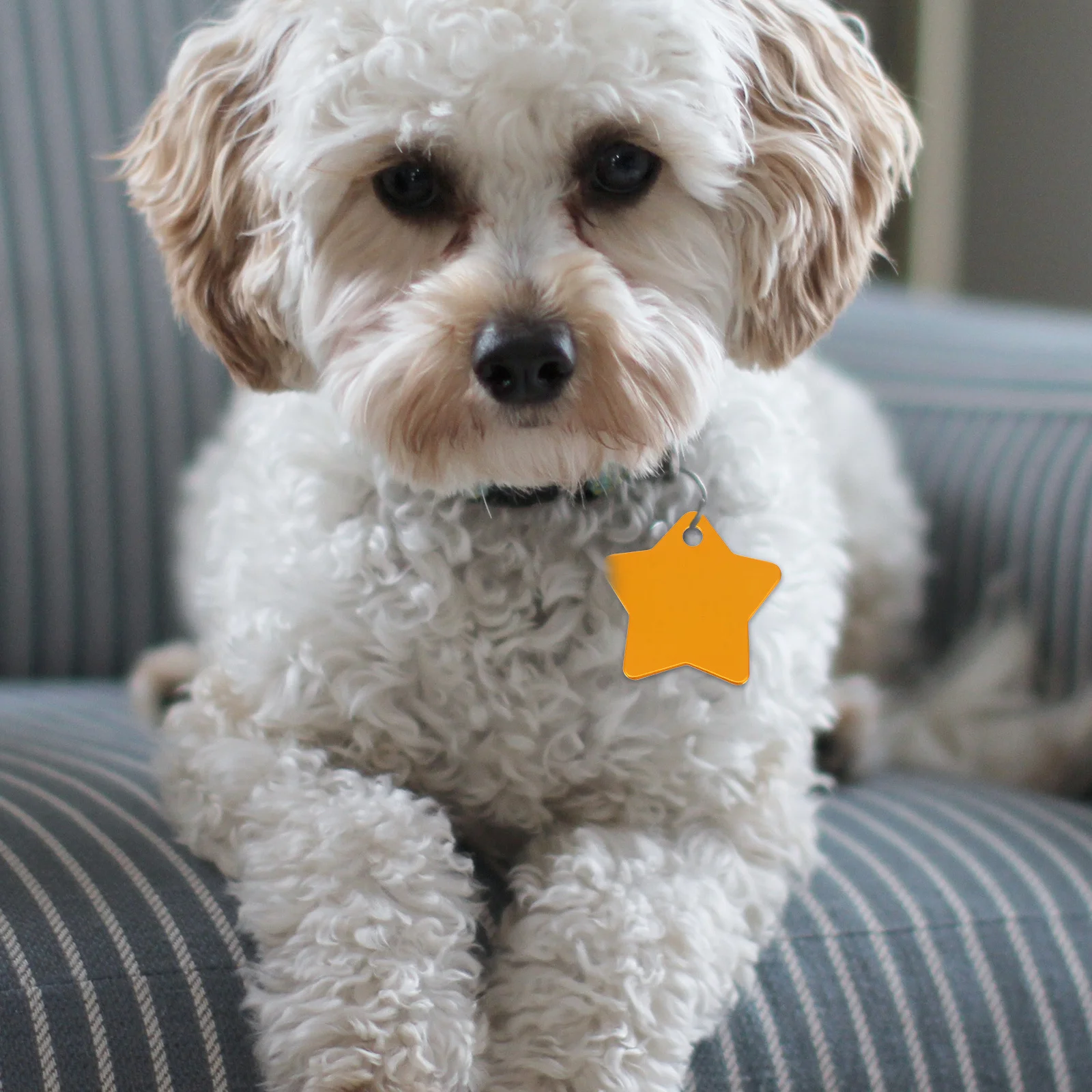 

10Pcs Personalized Dog Charms Sturdy Pet Address Tags Multi-Purpose Hanging Labels for Pets with Cell Phone Number