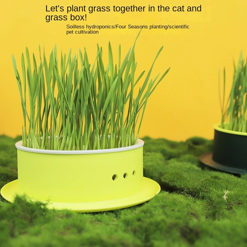 Cat Grass Pot Soilless Hydroponic Lazy Cat Grass Planting Box Set Catnip Promote Digestion Cat Snacks Planting Tools No Seeds